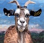 Bild von essigmutter