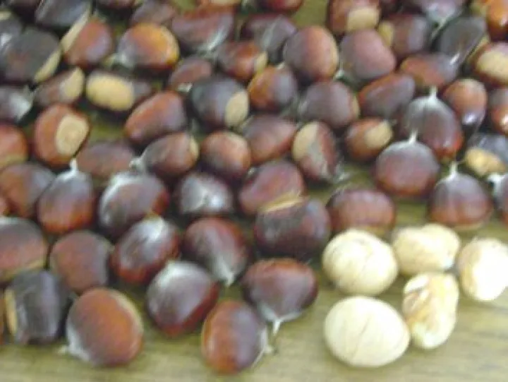 Kastanienreis für den Wintervorrat