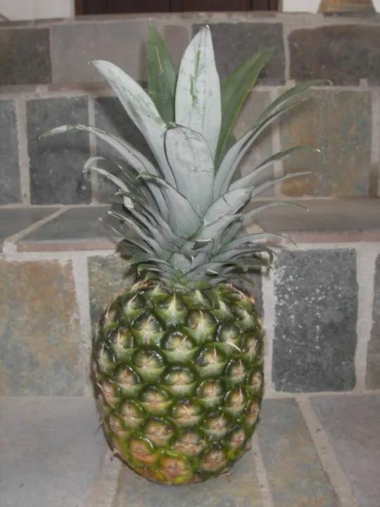 Ananasessig selber machen