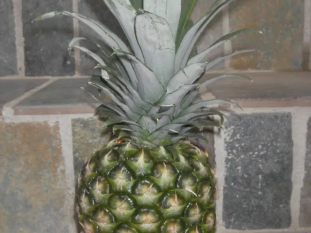 Ananasessig selber machen