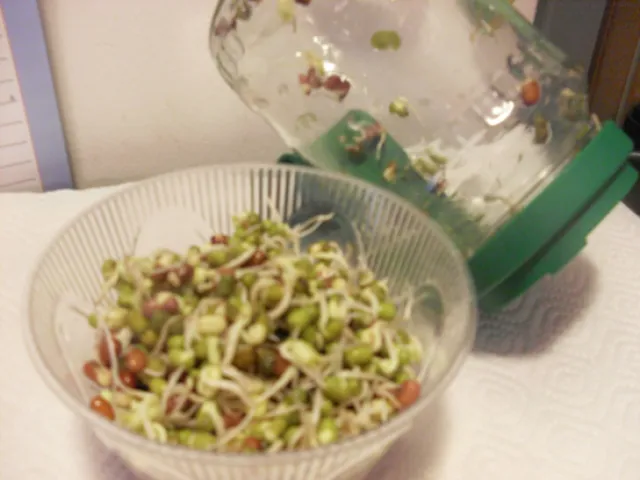 Mungosprossen selbst gezogen