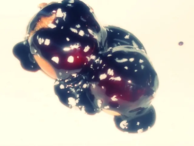 Brandteigkrapferl mit Topfen-Oberscreme